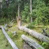 images/Schweden/Schweden 2009/DSC00063.jpg